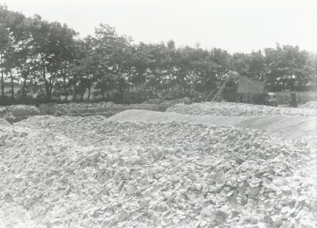 Skallegravning på Lammefjorden - ca. 1930 (B3255)