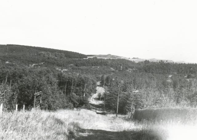 Kårup Skov - ca. 1930 (B3290)