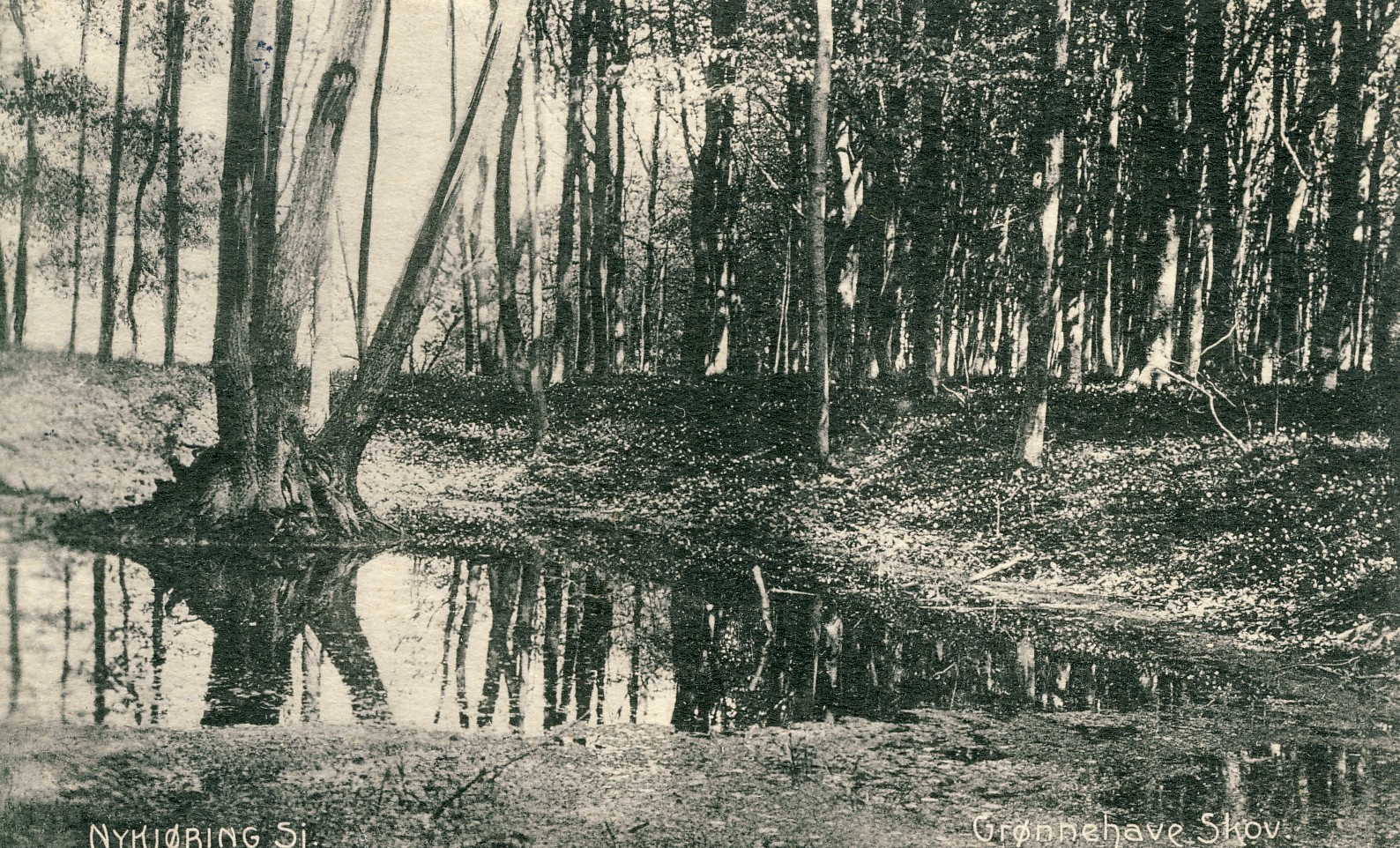 Grønnehave Skov 1911 (B90740)