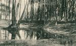 Grønnehave Skov 1911 (B90740)