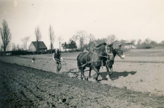 Pløjning ved Nyled ca. 1954 (B90933)