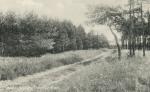 Næsskoven, Ordrup  - ca. 1940 (B3605)