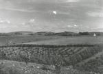 Landskab ved Ordrup - ca. 1930 (B3762)