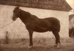 Hestefremvisning - Svinninge - 1920'erne (B159)