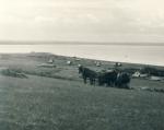 Udsigt over B.W. kolonien ved Sejerø Bugt - 1940'erne (B4041)
