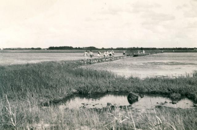 Badebroen ved Lyngborg - ca. 1955 (B4280)