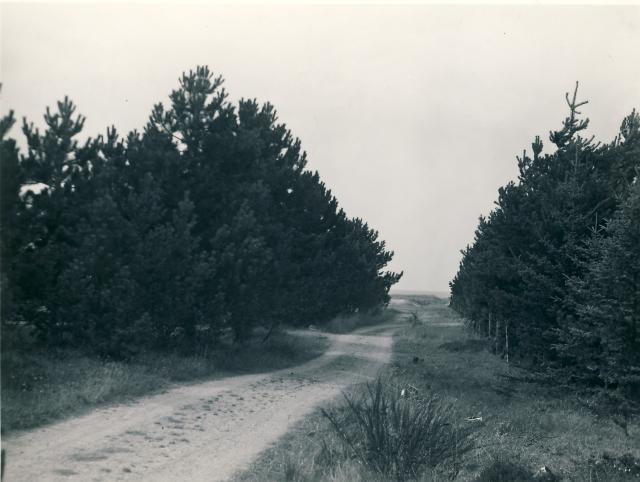 Vejen til stranden ved Jyderup Lyng - ca 1955 (B4900)