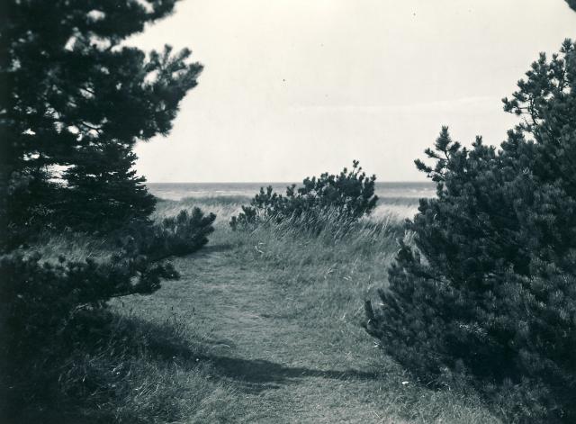 Strandsti ved Jyderup Lyng - ca. 1955 (B4901)