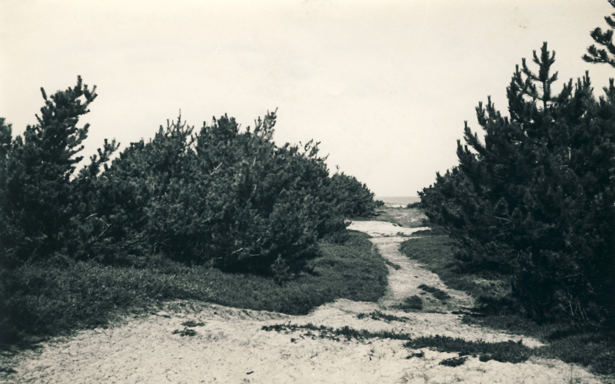 Strandvej ved Jyderup Lyng - ca. 1945 (B4902)