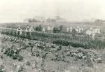 Vig gartneri's planteskole - ca. 1915 (B5415)