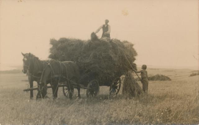 Høstarbejde på Bakkegården, Lumsås - sidst i 1930'erne (B6003)