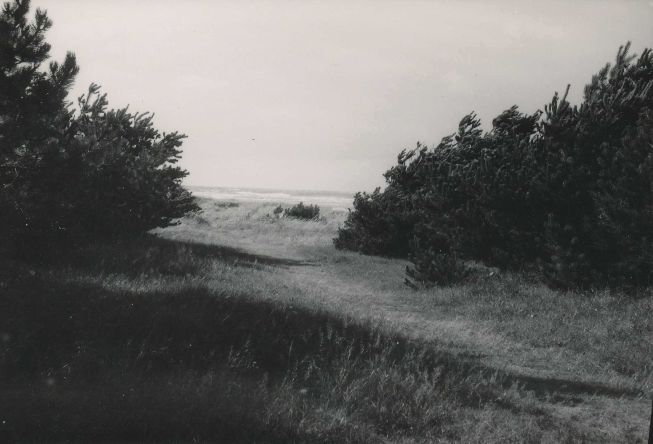 Strandsti ved Jyderup Lyng - 1950 (B6862)