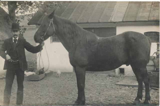 Hestefremvisning - 1920'erne (B8081)