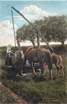 Hestene vandes - 1950'erne (B8082)