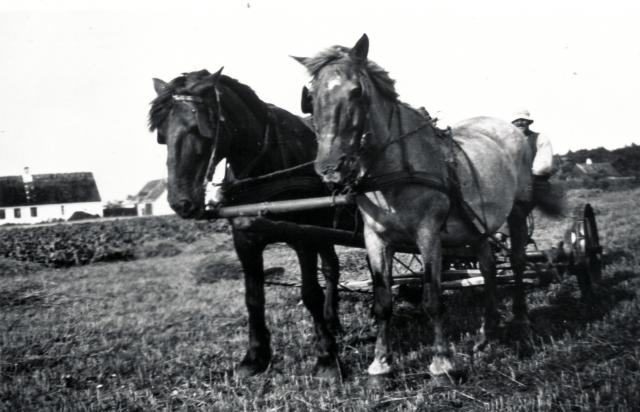 Høstarbejde på Lyngvej - 1940 (B8118)