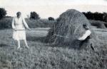 Høstarbejde - juni 1931 (B8150)