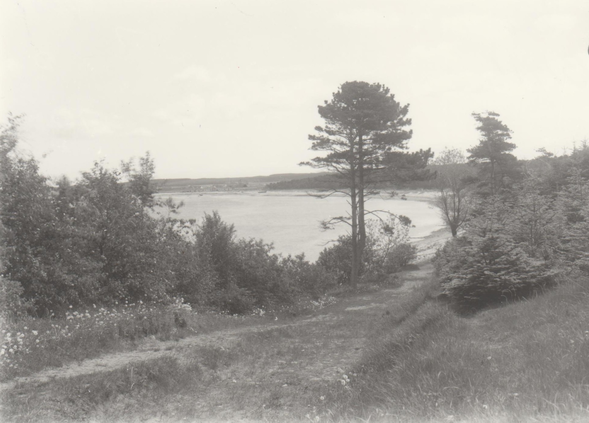 Høve Skov og strand, ca. 1920 (B1416)