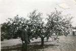 Hans Trier Hansen ved blomstrende æbletræ - 1933 (B8602)