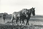 Pløjning med heste - efterår 1951 (B8746)