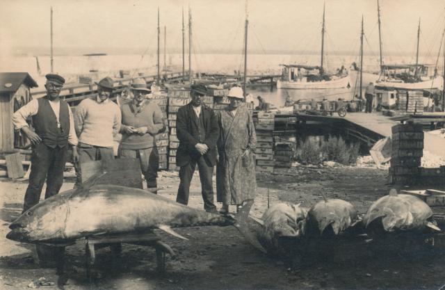 Tunfangst på Odden Havn - 1920'erne (B9036)