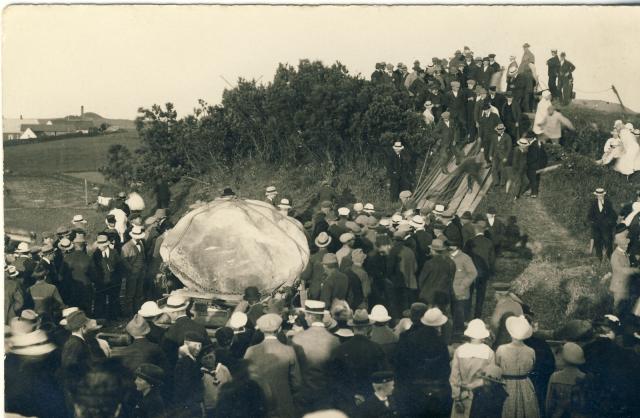Esterhøjstenen, "Troldstenen", Genforeningsstenen på blokvogn det sidste vanskelige stykke til toppen, 1920 (B1514)
