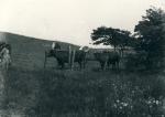 Køer og heste - ca. 1935 (B10098)