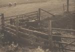 Kvægfold - før 1936 (B10184)