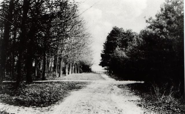 Tværvej i Høve Skov ca. 1940 (B1273)