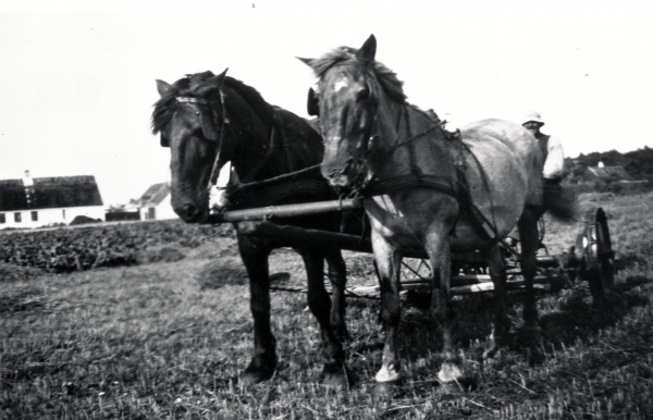 Høstarbejde på Lyngvejen 1940.jpg