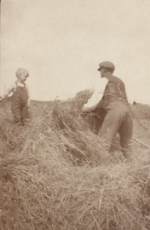 Høstarbejde 1931.jpg