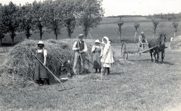 Der høstes ca. 1920.jpg