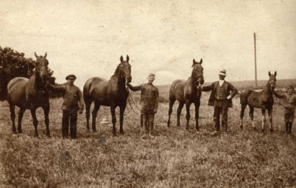 Hestefremvisning i 1920-erne.jpg
