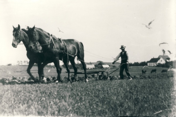 Pløjning med heste ca. 1935.jpg