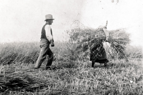 Høstarbejde 1920.jpg
