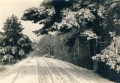 Anneberg skov 1946.jpg