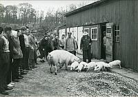 Møllers nye stald - 1959 (B13827)